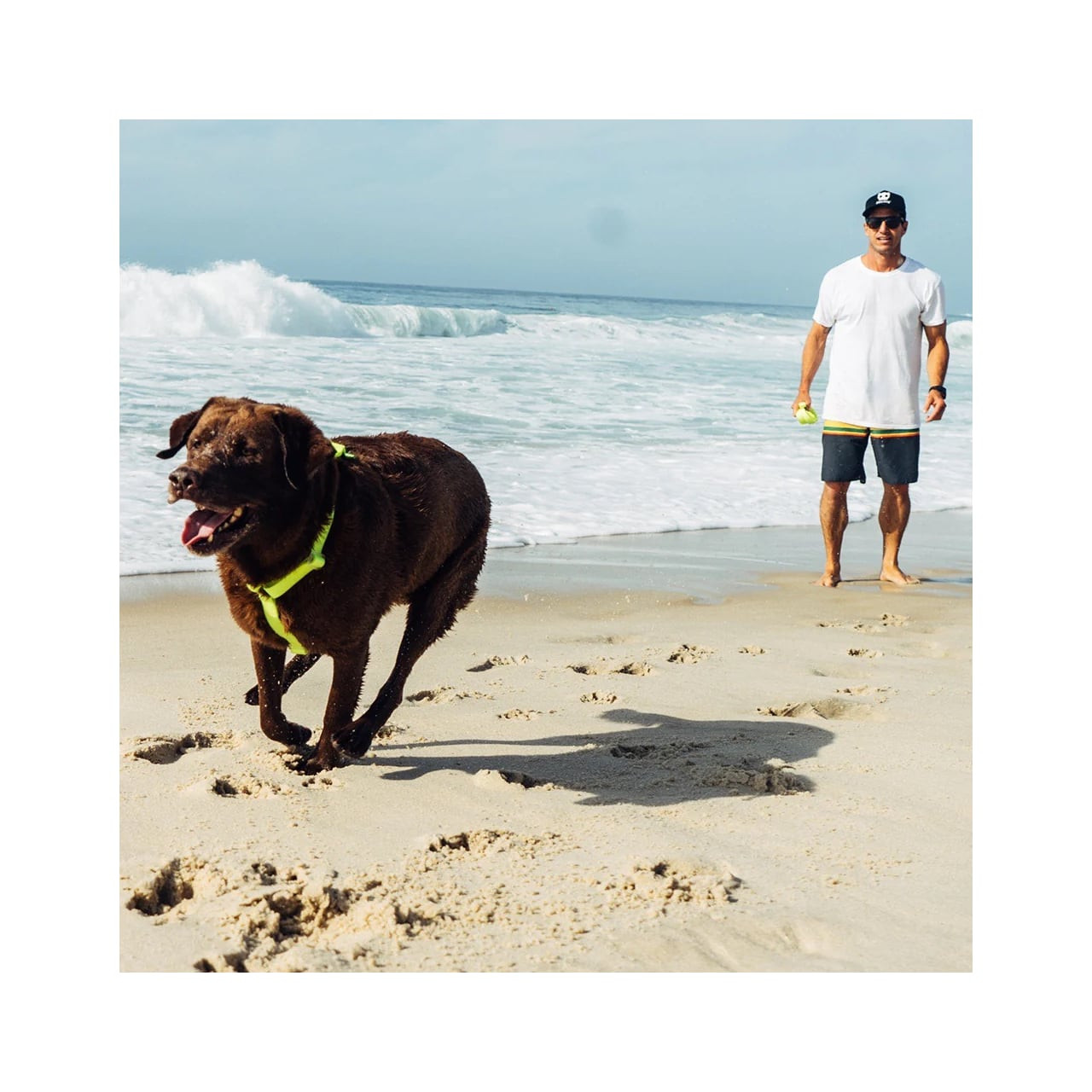 Zee.Dog Neopro Lime H-Harness on a dog playing at the beach with its owner.