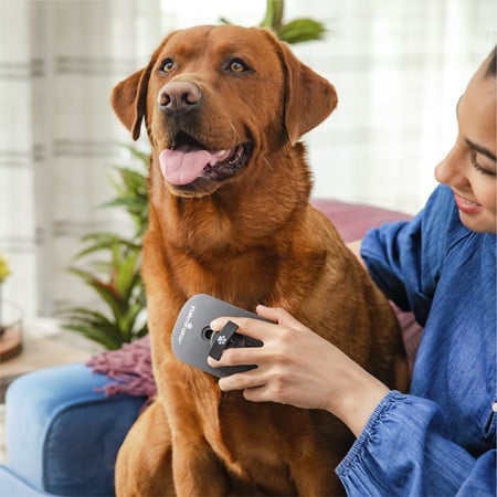 FURminator Sensitive Areas Tool for cats and dogs, grooming a happy dog in a cozy home.