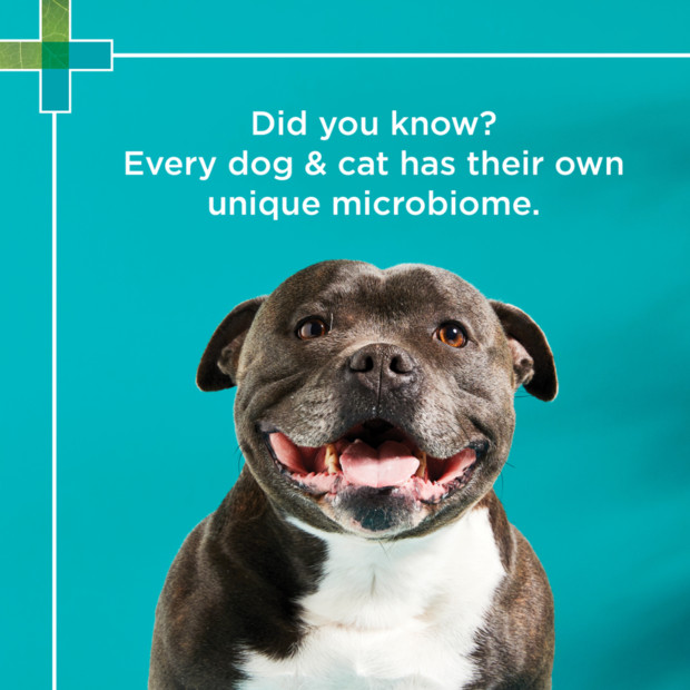 PAW DigestiCare Probiotic for Dogs & Cats 143g, supporting pet health with unique microbiome benefits.