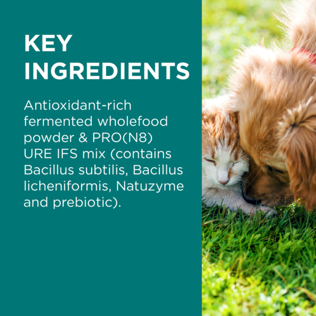 PAW DigestiCare Probiotic for Dogs & Cats details key ingredients for pet health.