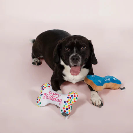 Fringe Studio Birthday Bone Cookies Plush Dog Toy 2 Pack featuring colorful birthday-themed designs.