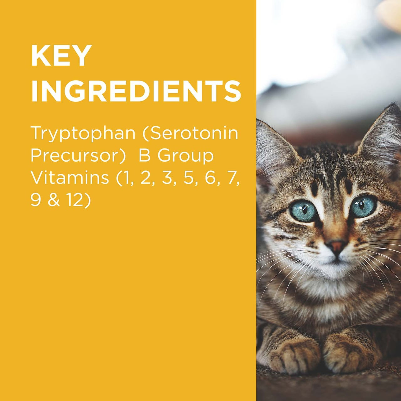 PAW Complete Calm Chews for Cats - 75g, featuring key calming ingredients for pet health.