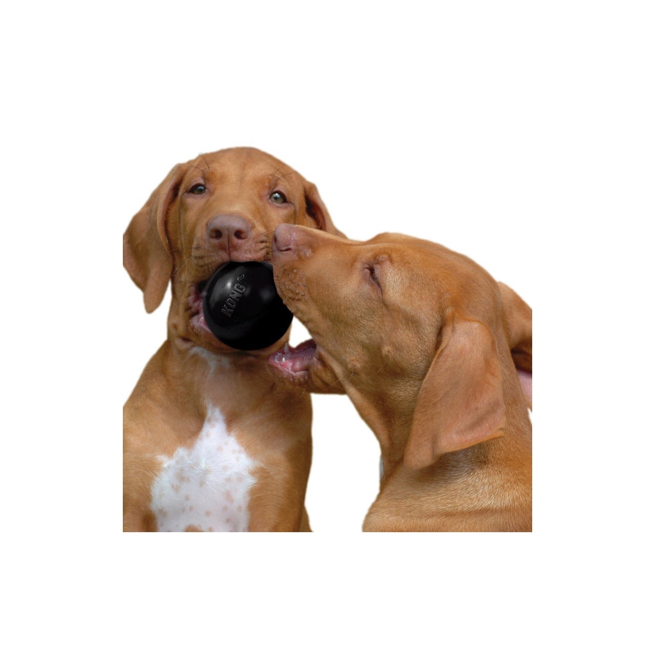 KONG Extreme Ball Small held between playful dogs, durable dog toy for fetching and chewing.