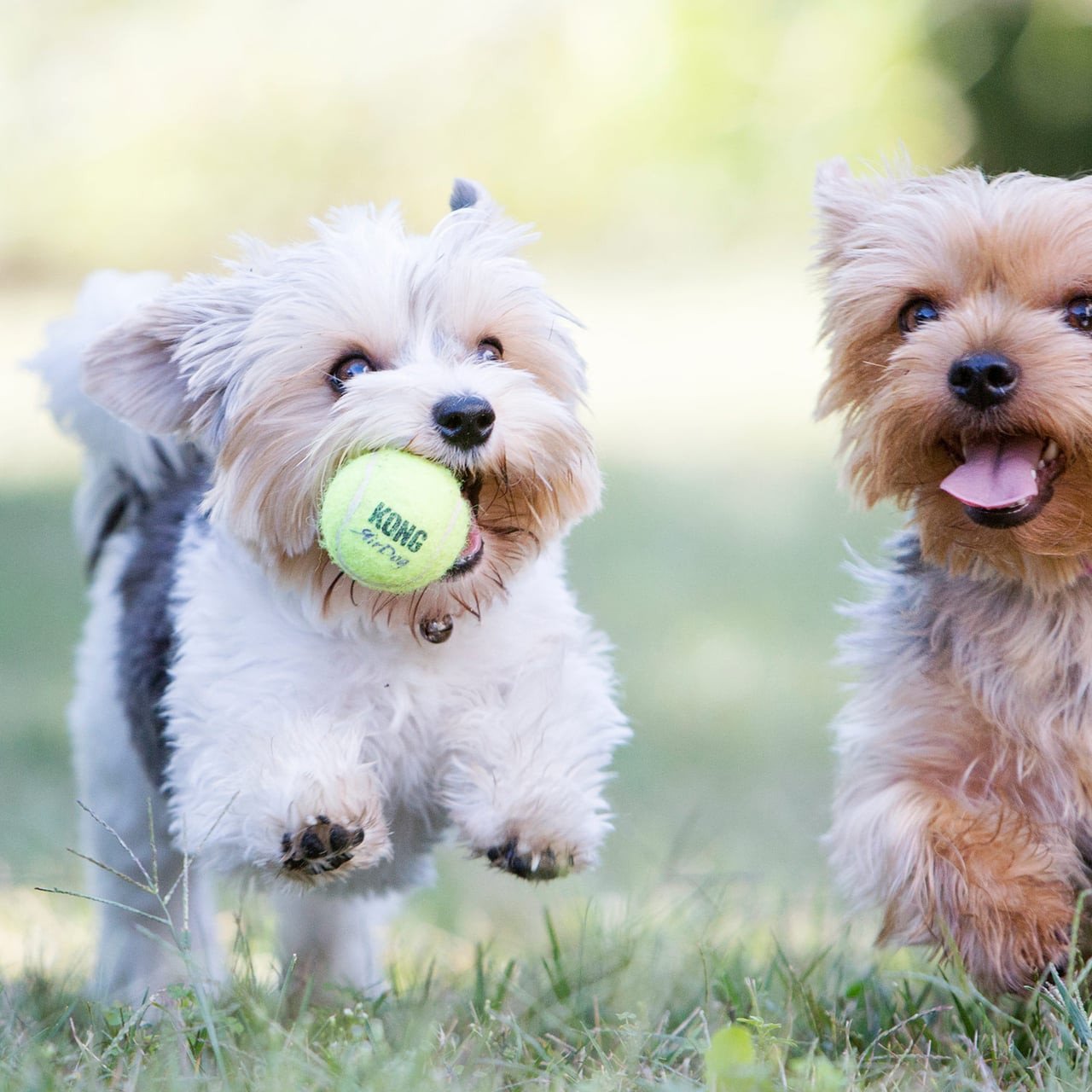 KONG AirDog Squeaker Balls in small size, ideal for playful dogs, vibrant yellow color.