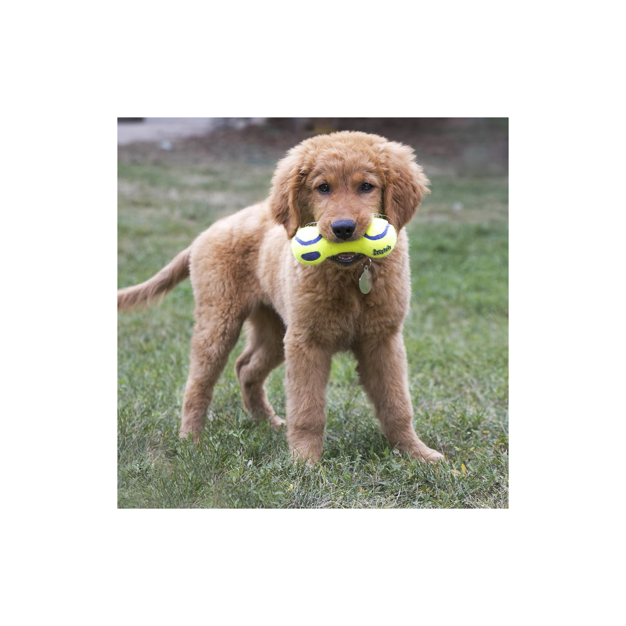 KONG AirDog Dumbbell Toy in dog's mouth, vibrant yellow and green, ideal for fetch.