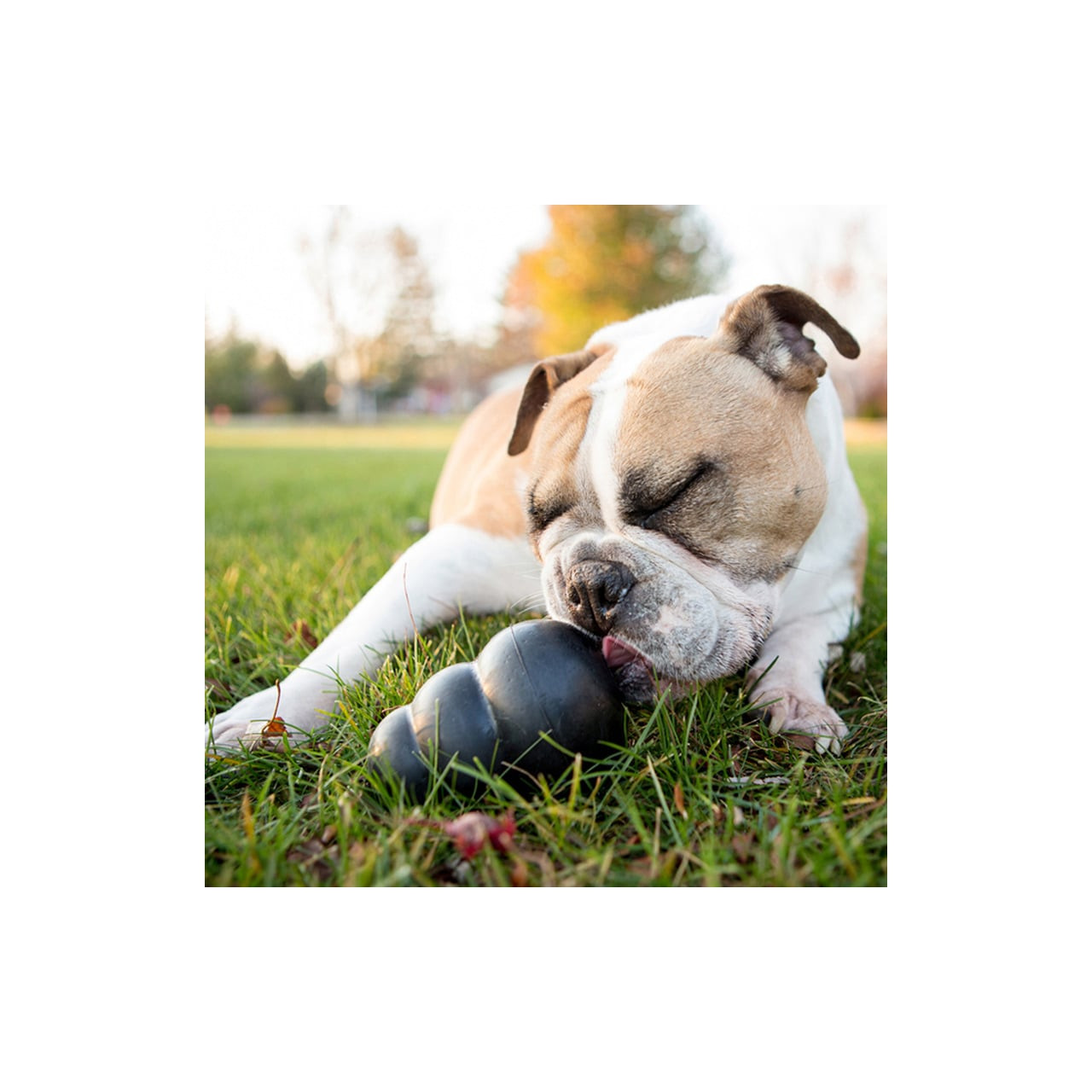 KONG Extreme Interactive Dog Toy in black, X-Large, being enjoyed by a relaxed dog outdoors.