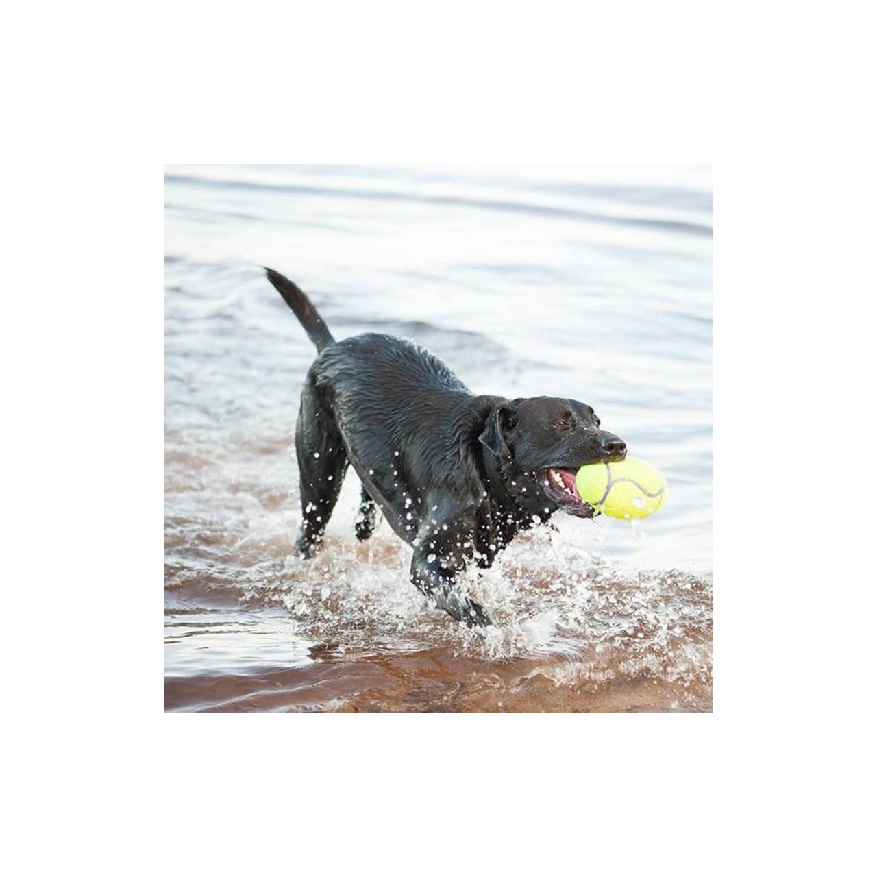 KONG AirDog Football Medium, durable and colorful toy for fun fetch sessions with dogs.