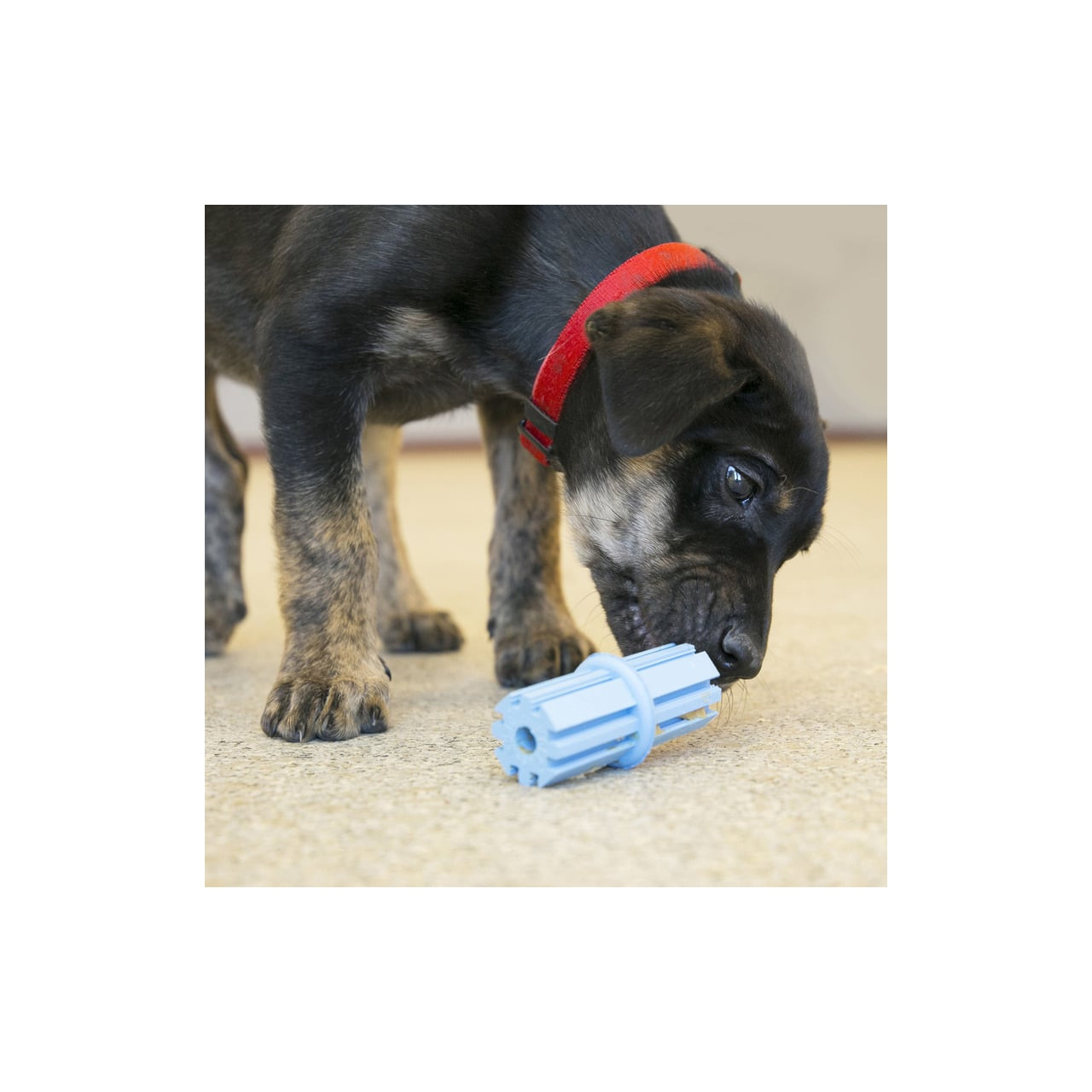 KONG Puppy Teething Stick Small in light blue, ideal for teething puppies and dental health.