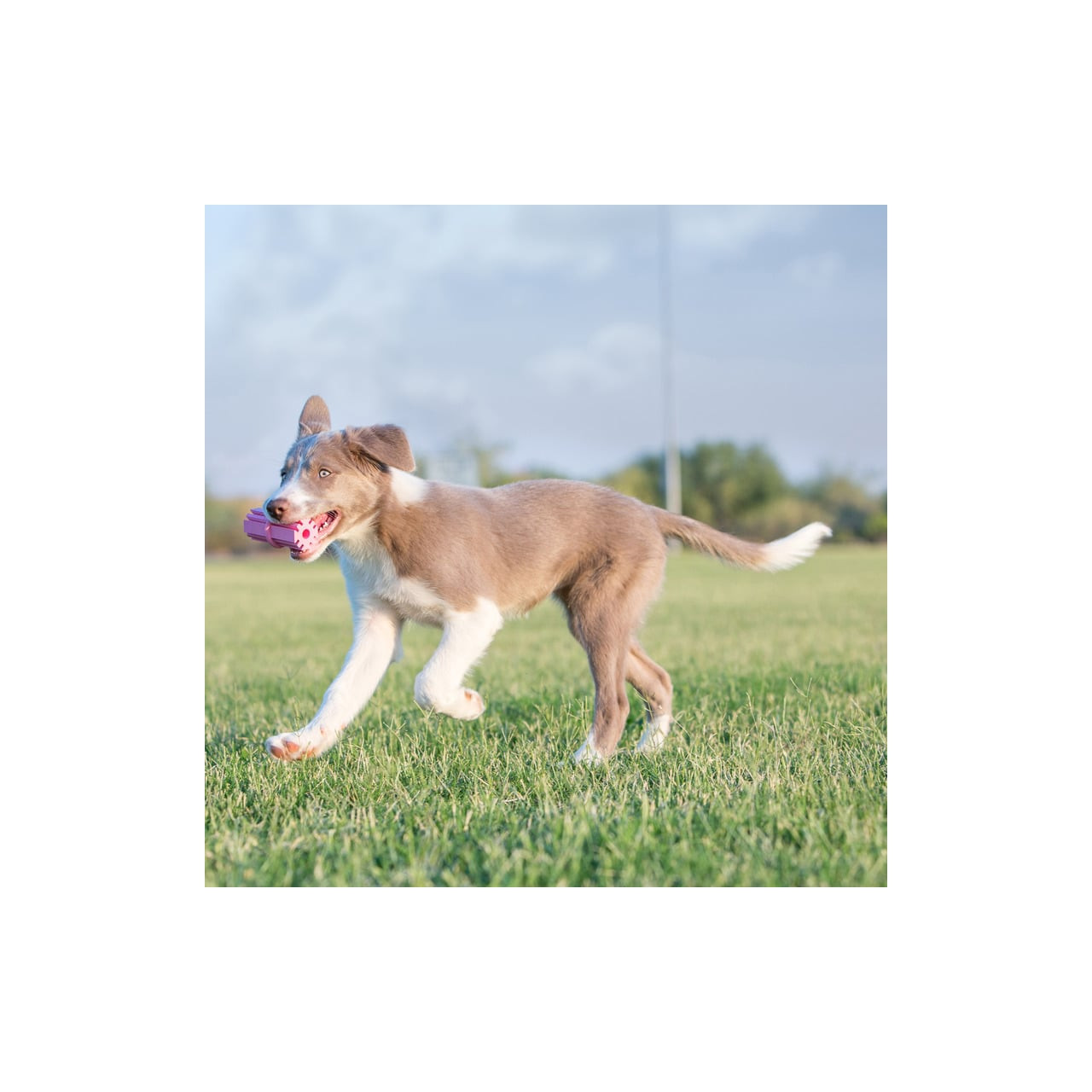 Small KONG Puppy Teething Stick, durable rubber teething toy for puppies, vibrant pink color.