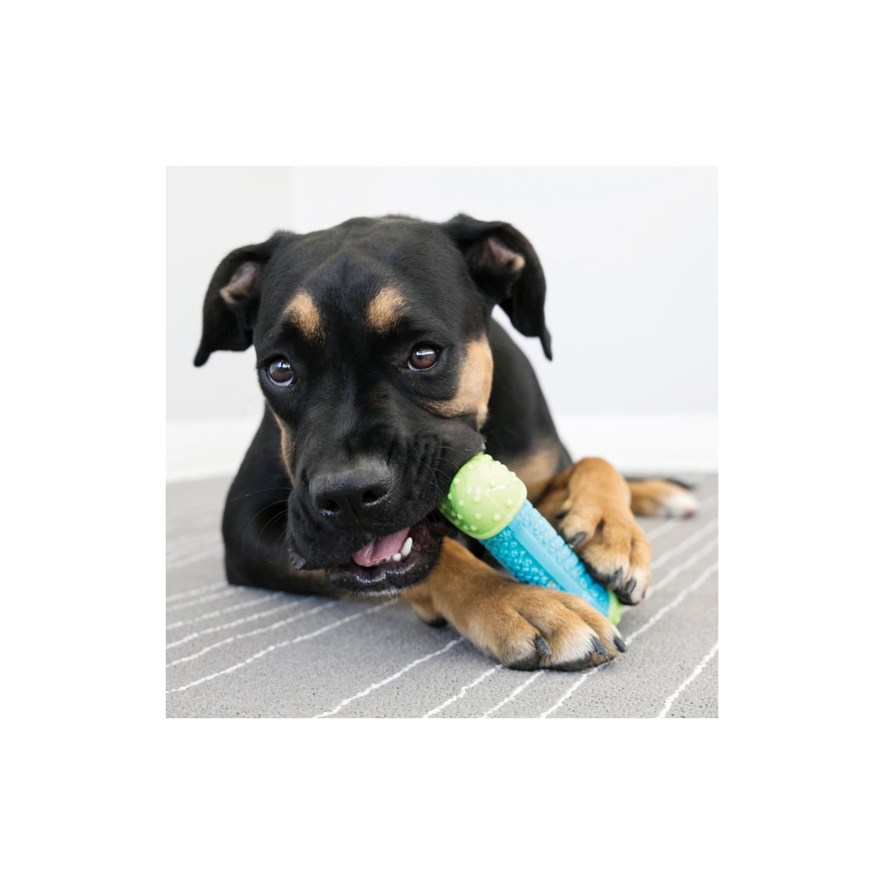 KONG CoreStrength Bone Dog Toy in blue and green, perfect for small to medium dogs.