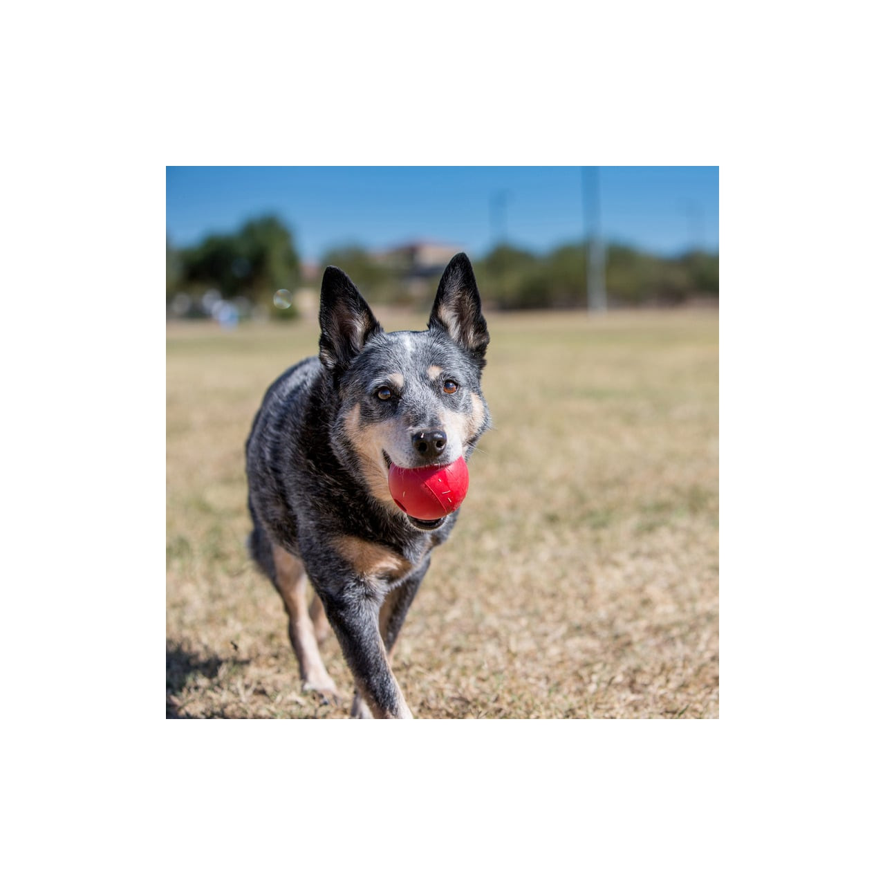 KONG Ball Rubber Dog Toy Small, durable red ball ideal for outdoor play and fetch.