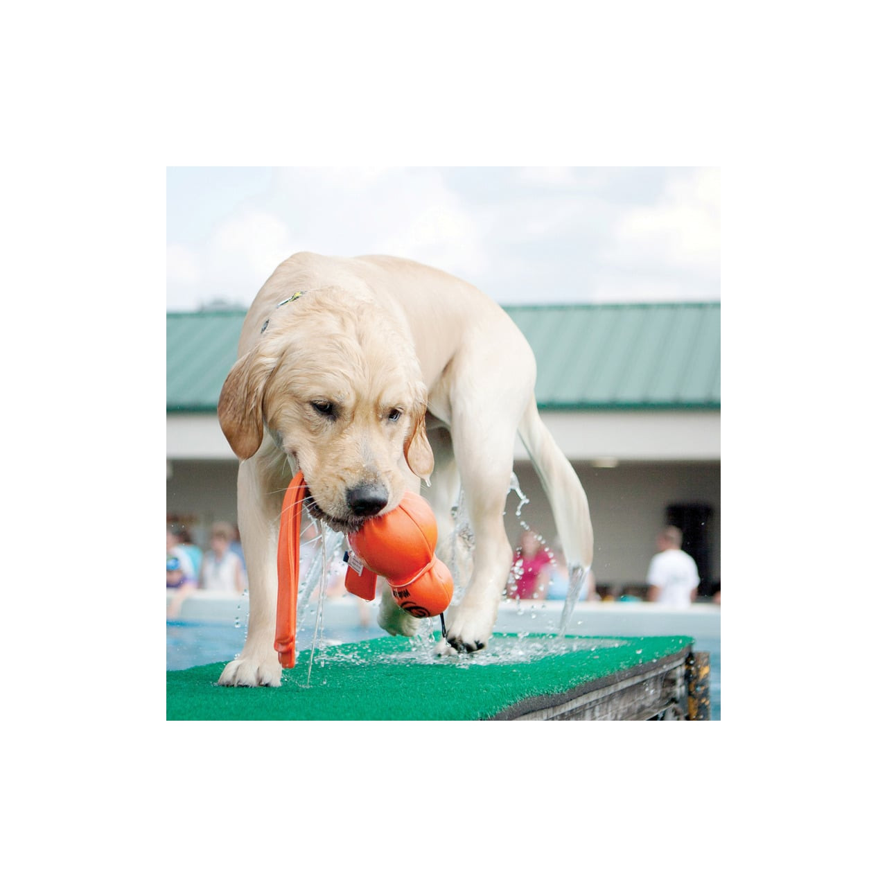 KONG Wet Wubba Dog Toy X-Large in bright orange, perfect for fetch and water play.