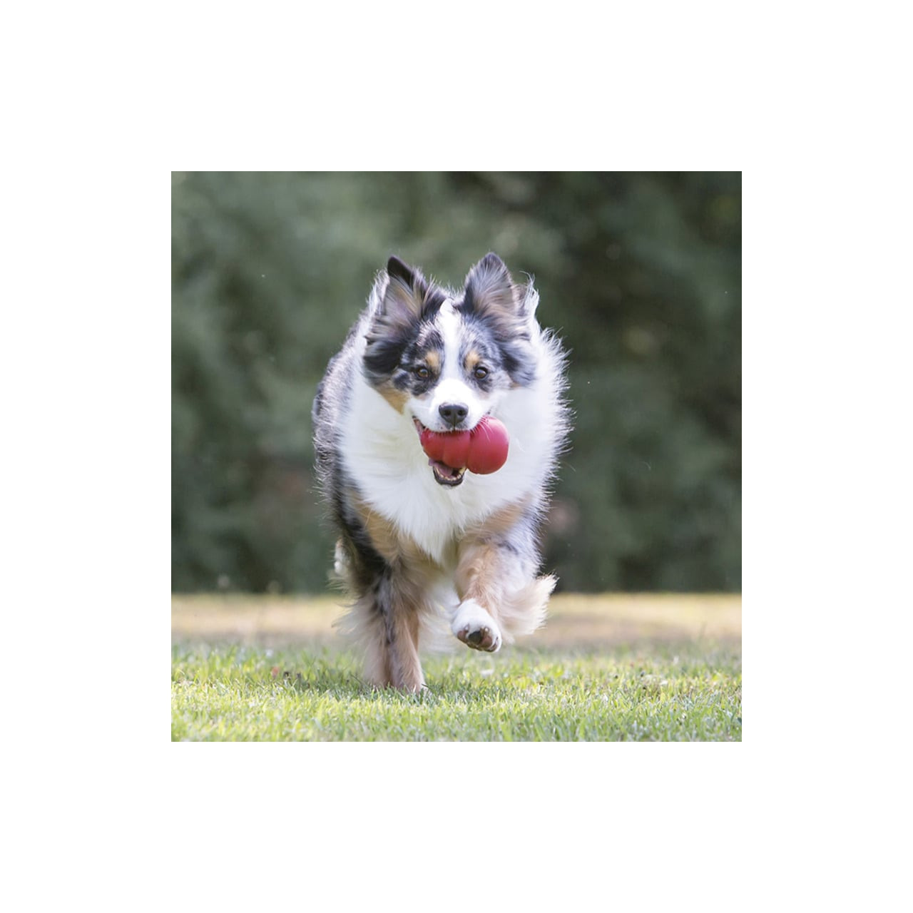 KONG Classic Interactive Dog Toy in small size, perfect for playful dogs.