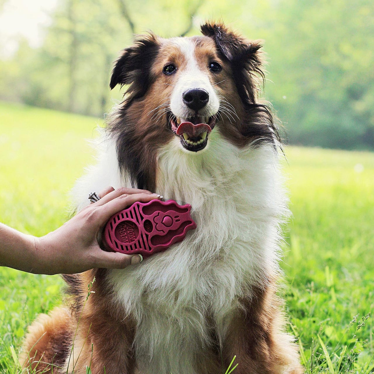 KONG ZoomGroom dog brush in raspberry color being used on a collie's coat.