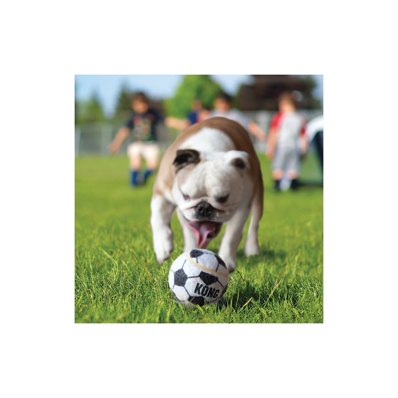 KONG Sport Balls Dog Toy 2 Pack Large, durable soccer balls for active dogs outdoors.