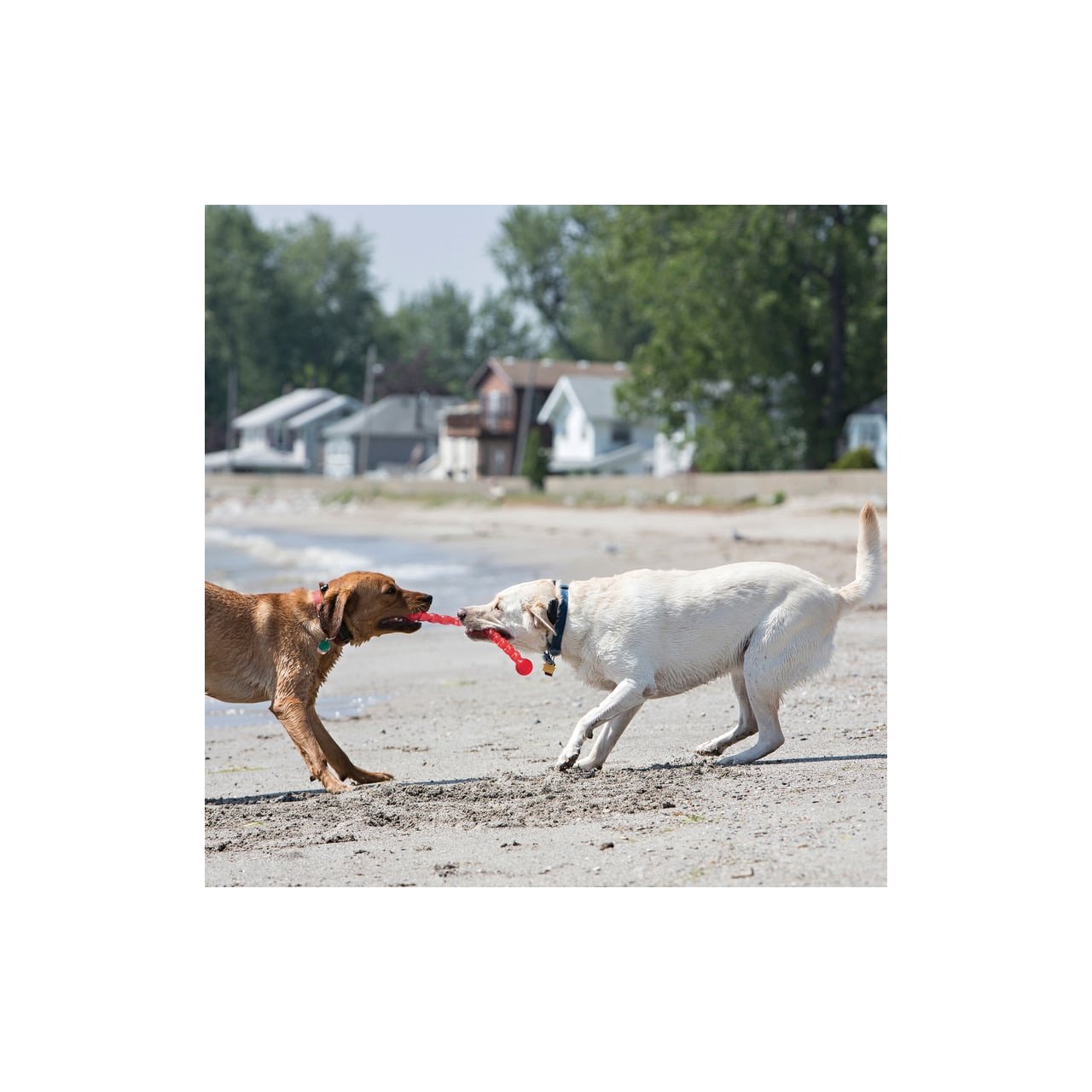 KONG SafeStix Fetch Dog Toy in use as two dogs play tug on the beach.