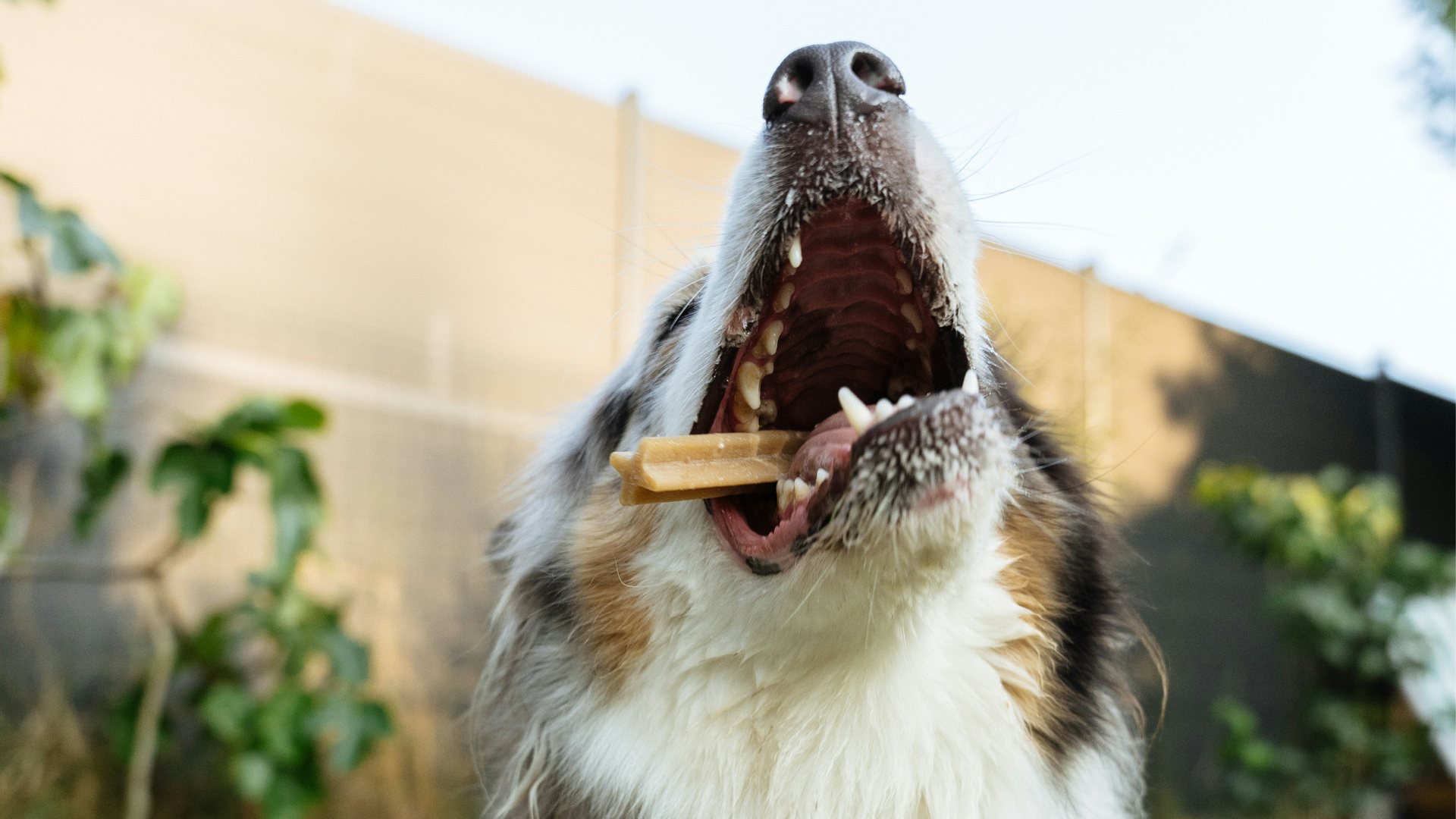 Dog Dental Health: Fresh Breath and a Healthier Life