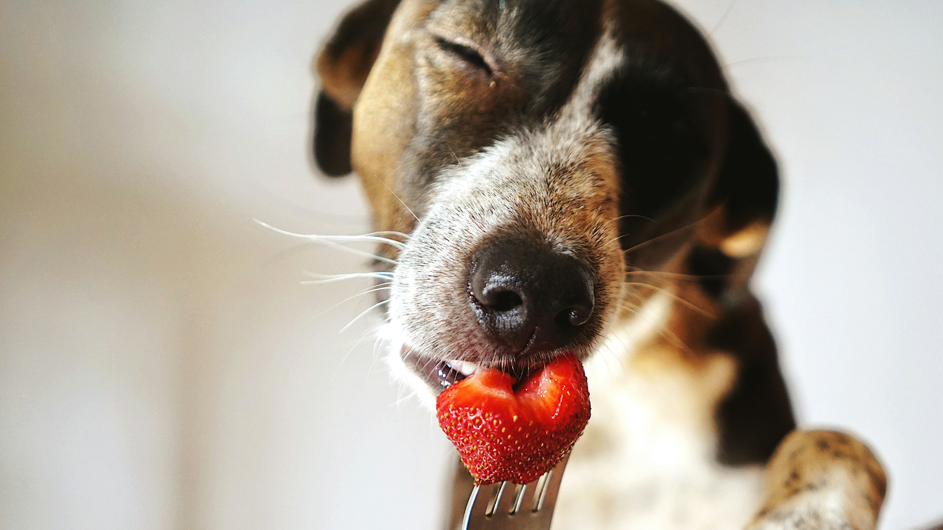 A Complete Guide to Your Dog’s Digestive Health