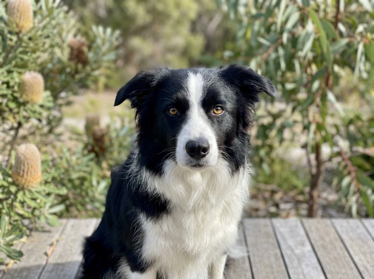 Paralysis Ticks in Australia: Where They Live and How to Protect Your Pet