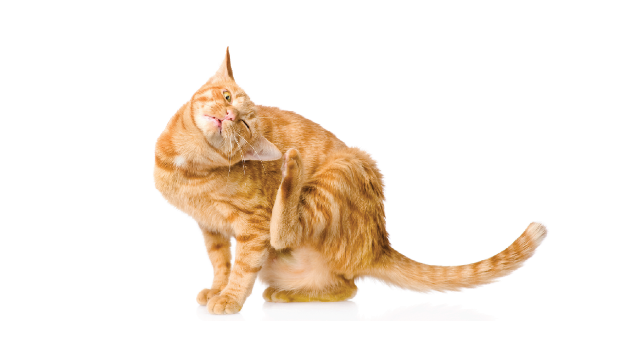 Alleviating Your Cat’s Itchy Skin: Practical Solutions and Care Tips