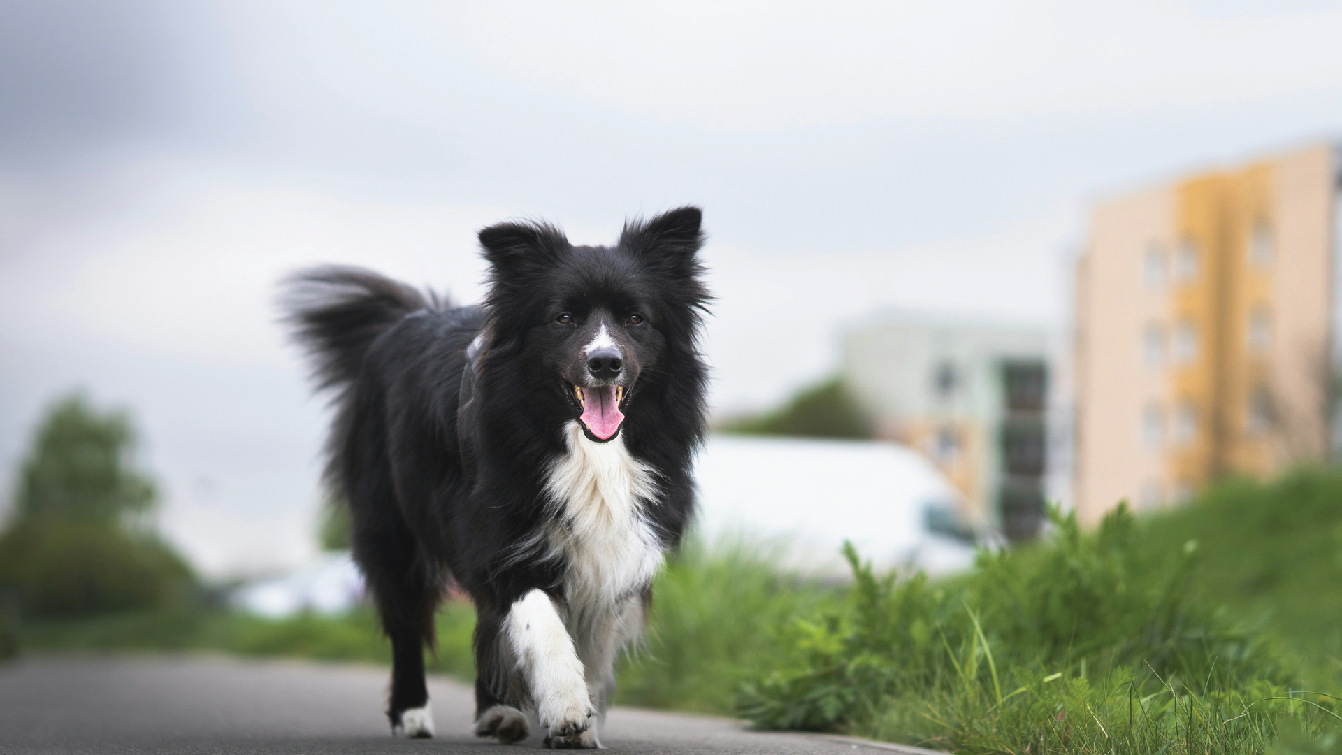 Seasonal Dog Shedding: Your Guide