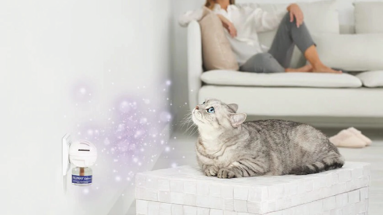 How to Use Feliway to Reduce Stress in Cats