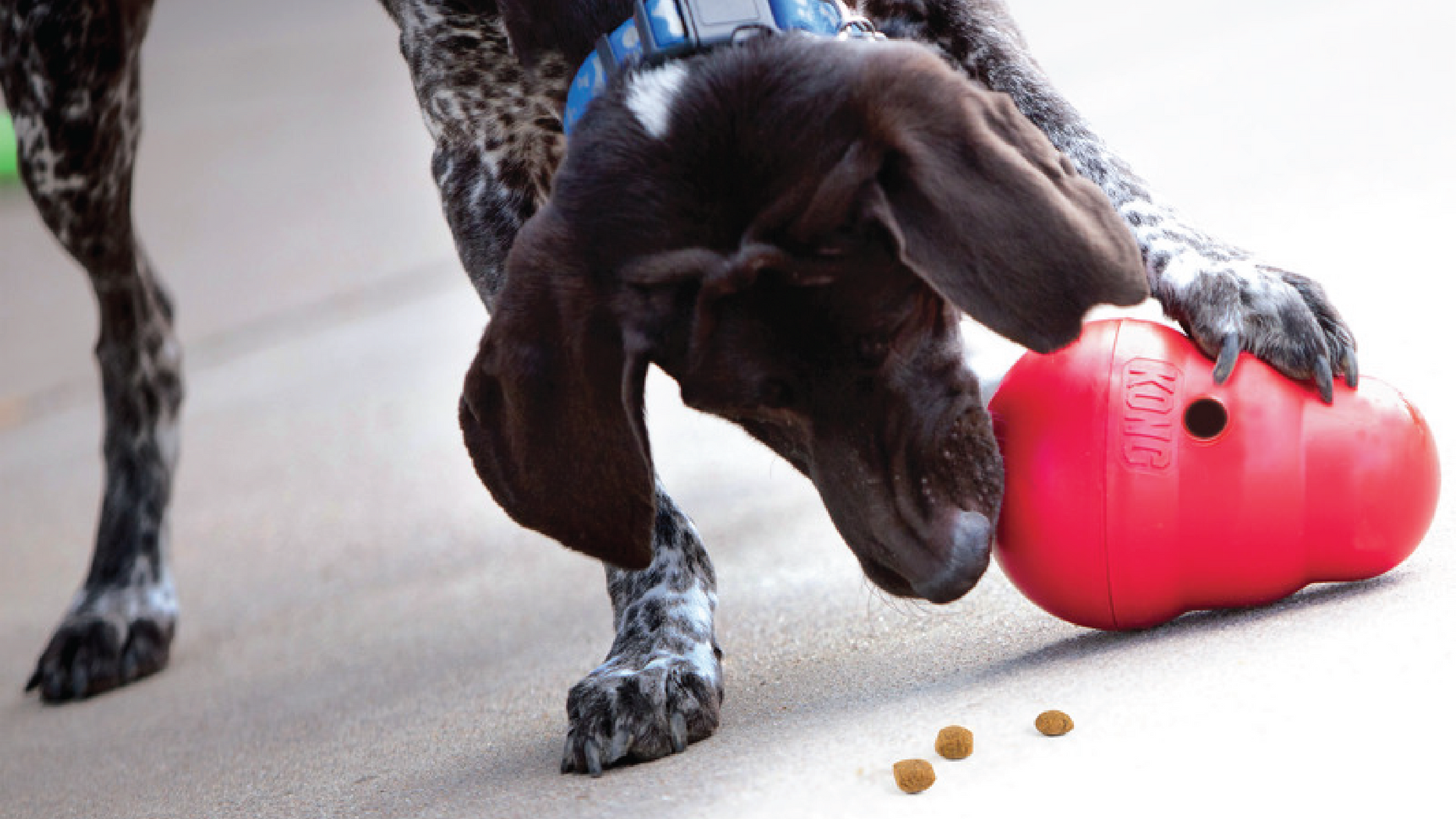 Fun and Nutritious Dog Recipes for Interactive Feeders
