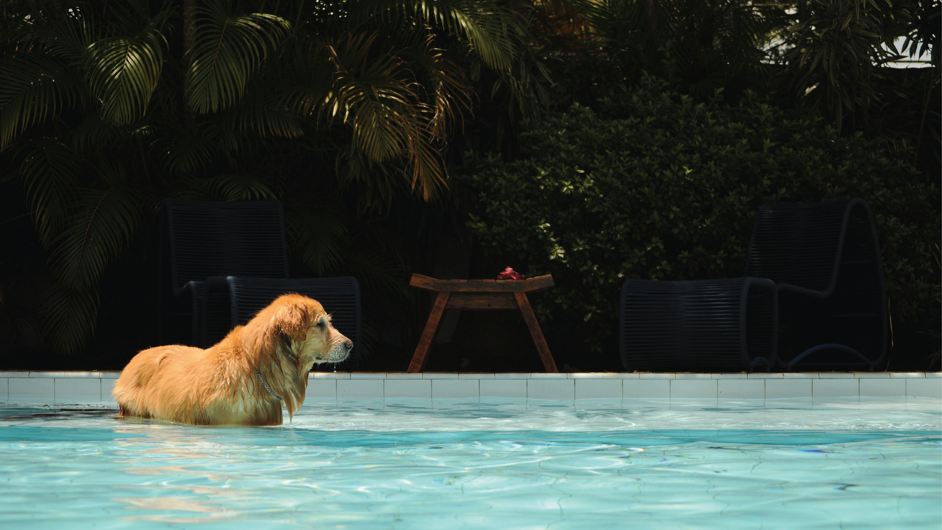 ​Signs of Heatstroke in Dogs