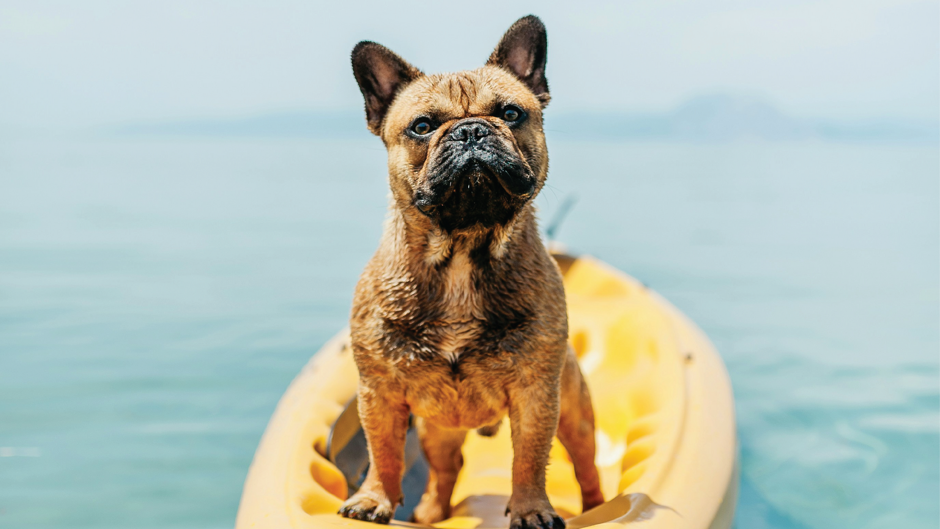 Keeping Your Pets Cool and Safe During the Summer Heat