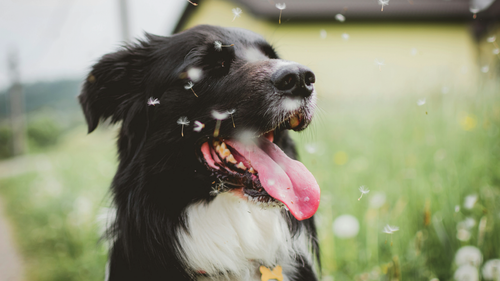 Is Your Dog Allergic to Pollen? Signs to Watch For