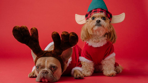 Christmas Gifts For Your Dog