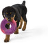 West Paw Seaflex Recycled Plastic Flyer Dog Toy - Sailz - Hibiscus