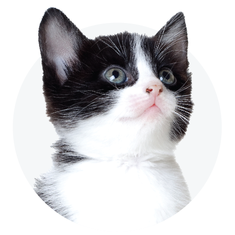 Kitten