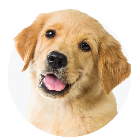 Puppy