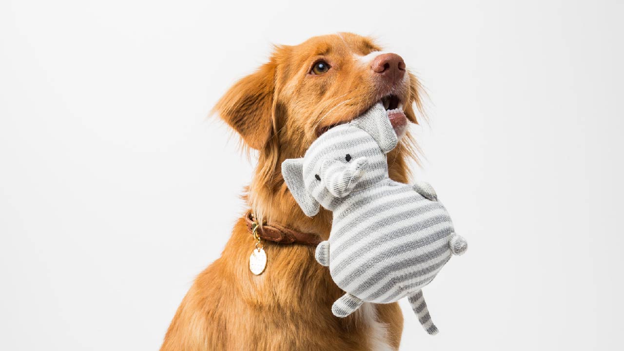 https://cdn11.bigcommerce.com/s-6f1e7/product_images/uploaded_images/dog-toy.jpg