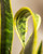 Snake Plant