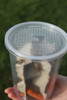 Lid shown on a 32oz cup with 50 crickets.