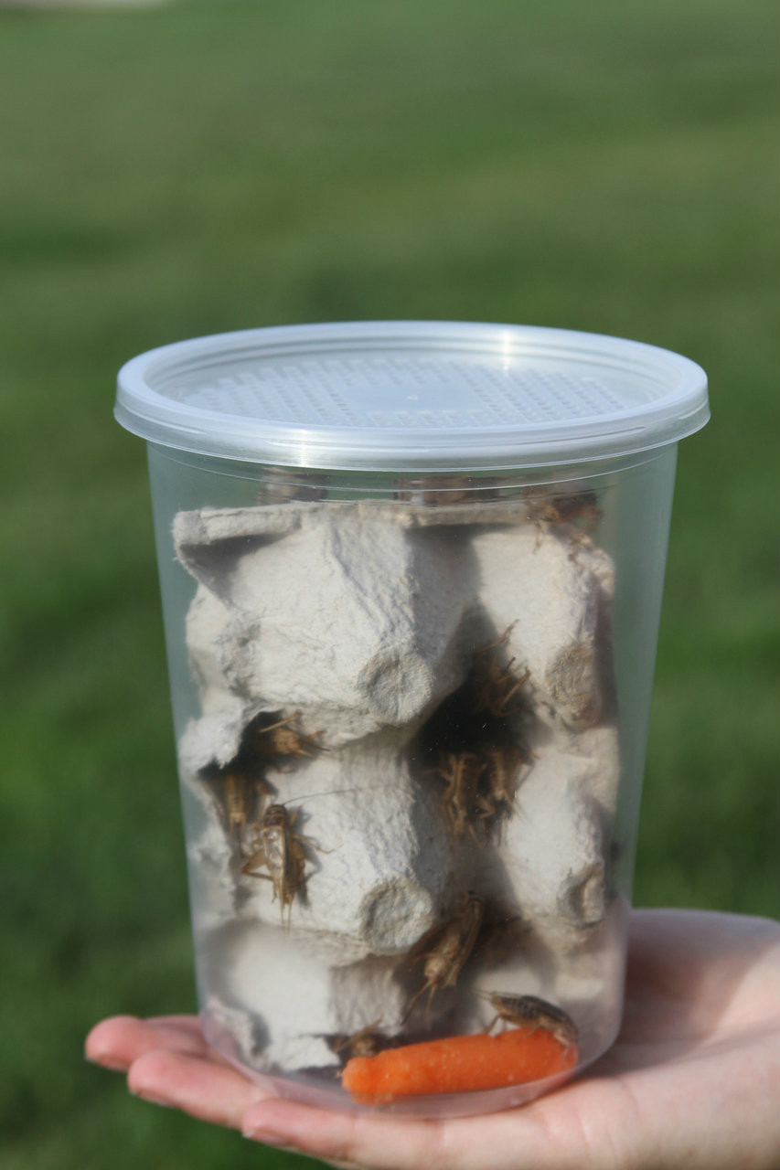 Lid shown on a 32oz cup with 50 crickets.