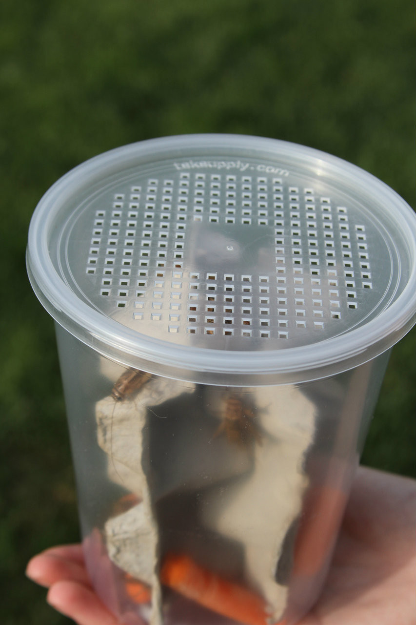Lid shown on a 32oz cup with 50 crickets.