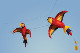 Macaw - Inflatable