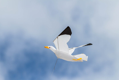 Seagull 3D