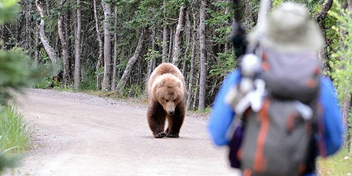 Human/Bear Encounters Decrease in 2020