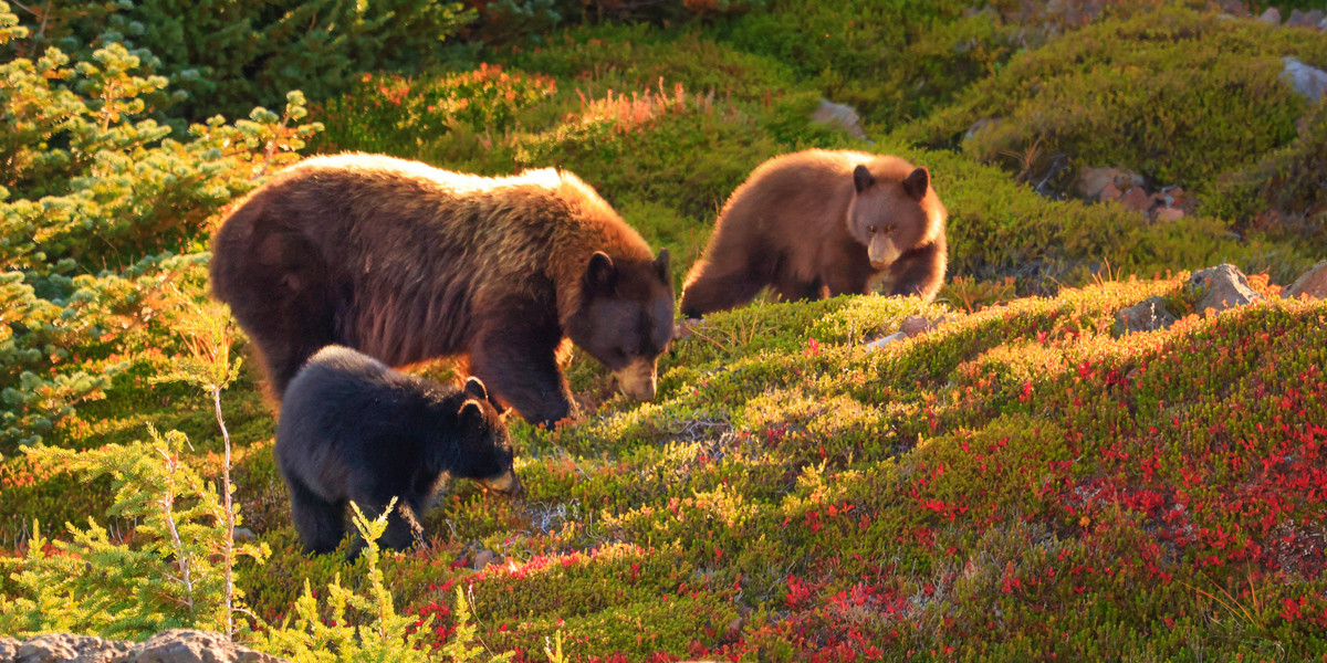 Warning signs there are bears nearby