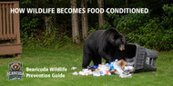 How Wildlife Becomes Food Conditioned | Bearicuda Wildlife Prevention Guide