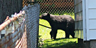 Bear-resistant trash cans prove effective as a bear deterrent