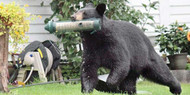 Bearproof cans North Carolina