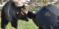 Most effective Bear and Animal Resistant trash Cans