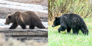 How do you distinguish a black bear from a grizzly bear