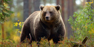 Bear Safety At Home