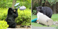 Managing Food Attractants Reduces Bear Encounters